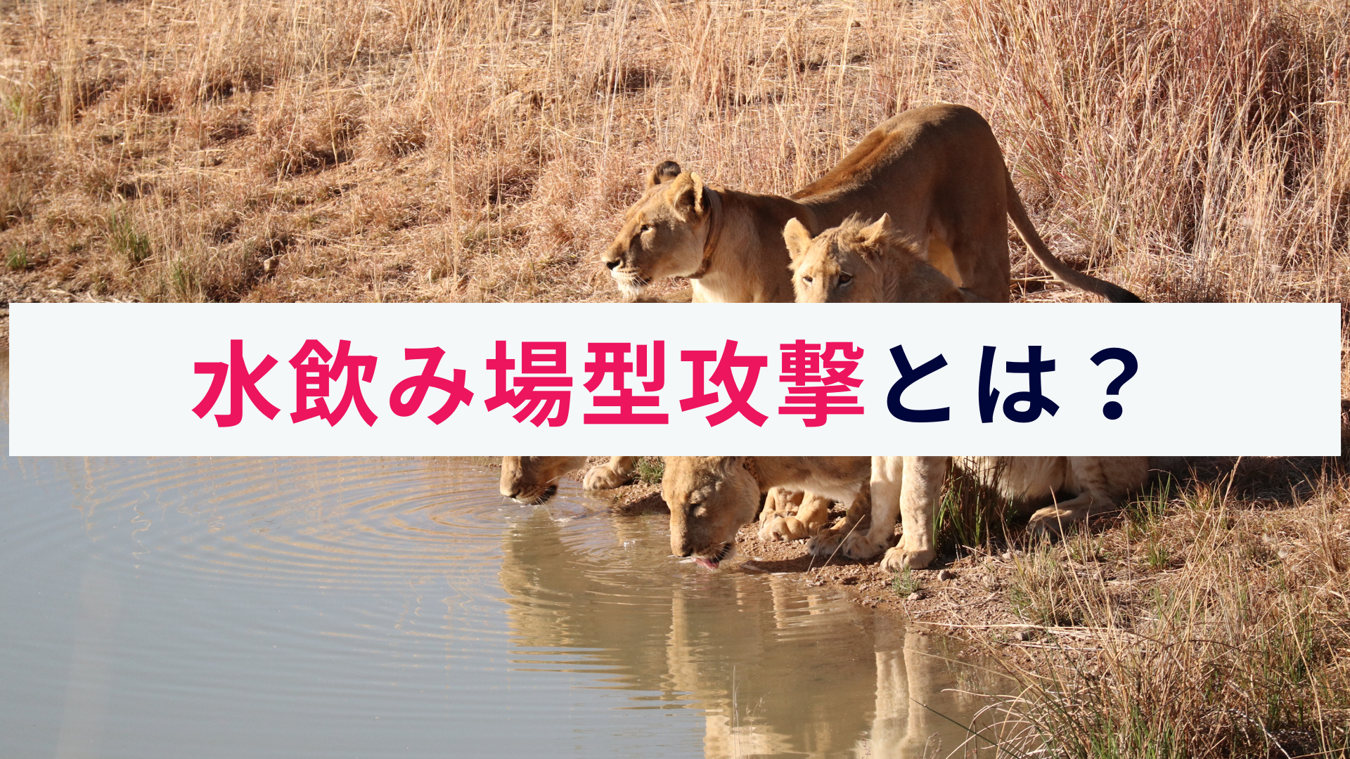 水飲み場型攻撃とは?手口や想定されるリスク、対策をわかりやすく解説
